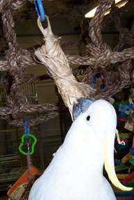 GSC2 Sydney with Corn Dog